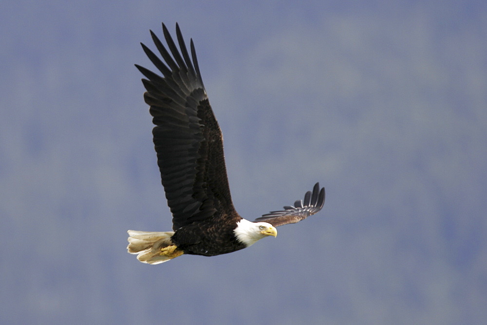 Adult American Bald Eagle (Haliaeetus leucocephalus) taking flight near Juneau in Southeast Alaska, USA. Pacific Ocean.