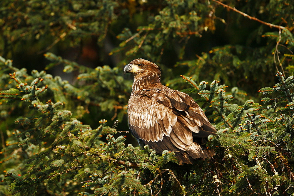 Juvenile bald eagle (Haliaeetus leucocephalus) perched in Sitka Spruce tree (the Alaska state tree) in Takatz Bay on Baranof Island, Southeast Alaska, USA