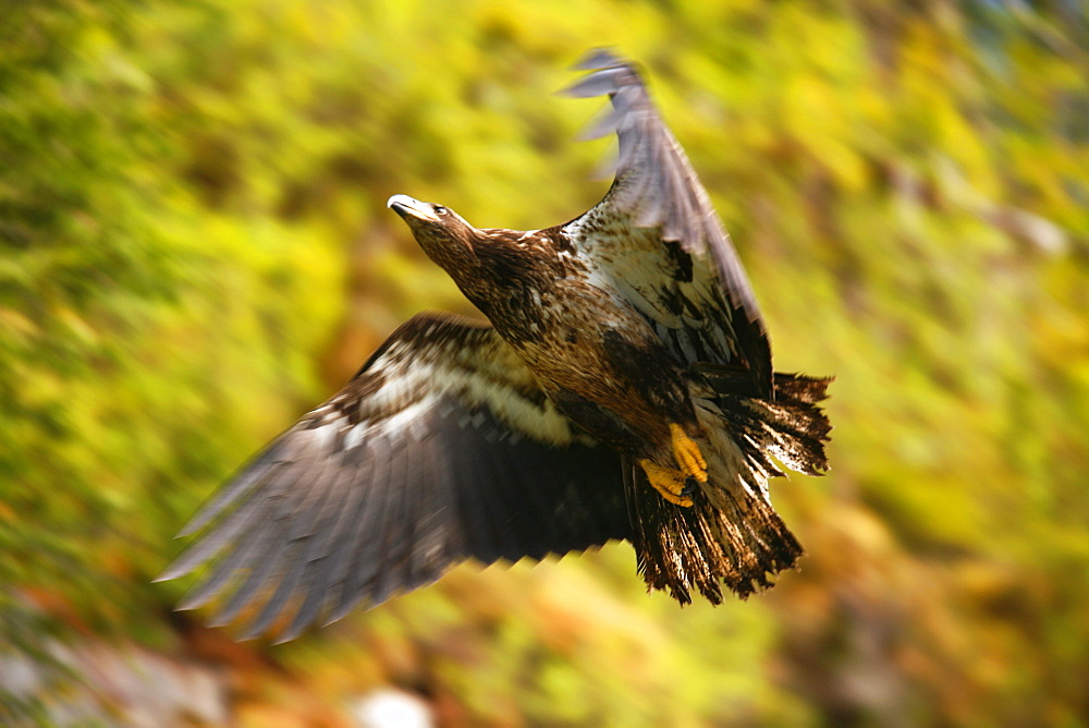 Juvenile bald eagle (Haliaeetus leucocephalus) in flight in Takatz Bay on Baranof Island, Southeast Alaska, USA