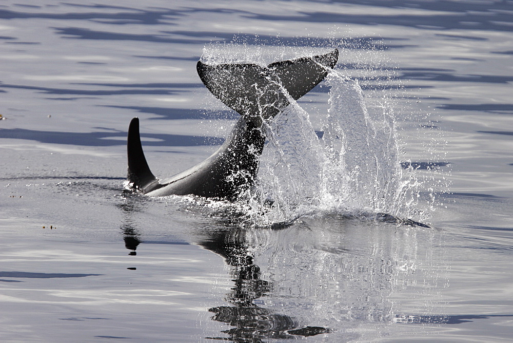 Young Orca (Orcinus orca) tail-slapping in Tracy Arm, southeast Alaska, USA.