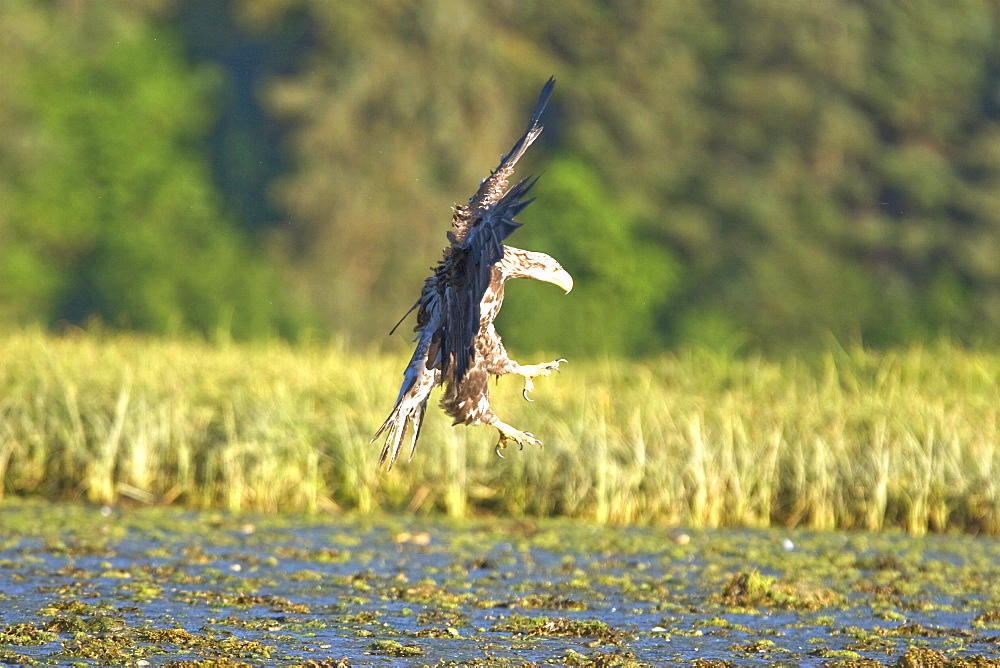 A juvenile bald eagle (Haliaeetus leucocephalus) scavenging a salmon carcass in Windham Bay on the Alaskan coast in Southeast Alaska, USA