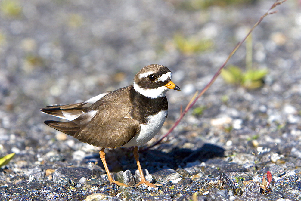 Adult ringed plover (Charadrius hiaticula) faking a broken wing in order to divert attention away from it's nest on the ground. Lovund, Norway in the Norwegian Sea.