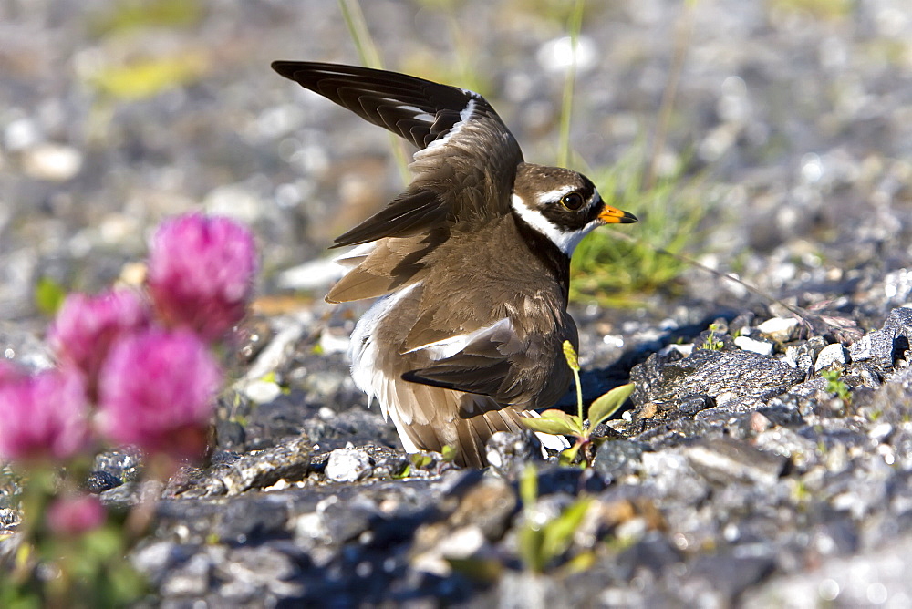 Adult ringed plover (Charadrius hiaticula) faking a broken wing in order to divert attention away from it's nest on the ground. Lovund, Norway in the Norwegian Sea.