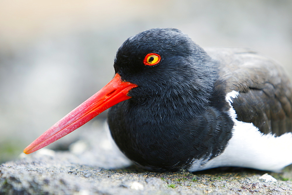 American oystercatcher (Haematopus ostralegus) head detail along the shoreline on Bartolome Island in the Galapagos Island Group, Ecuador. Pacific Ocean.