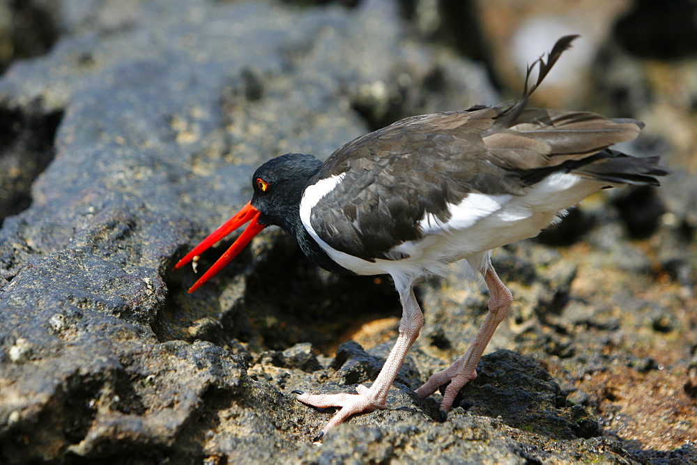 American oystercatcher (Haematopus ostralegus) probing tidepools for food along the shoreline on Bartolome Island in the Galapagos Island Group, Ecuador. Pacific Ocean.