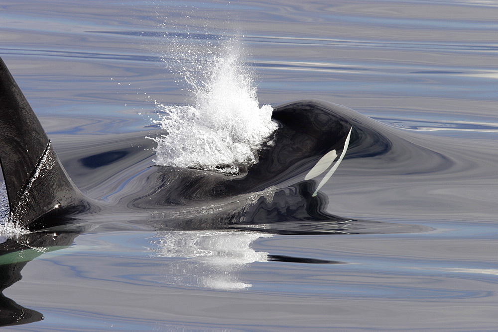 Bull Orca (Orcinus orca) surfacing in Chatham Strait, southeast Alaska, USA.