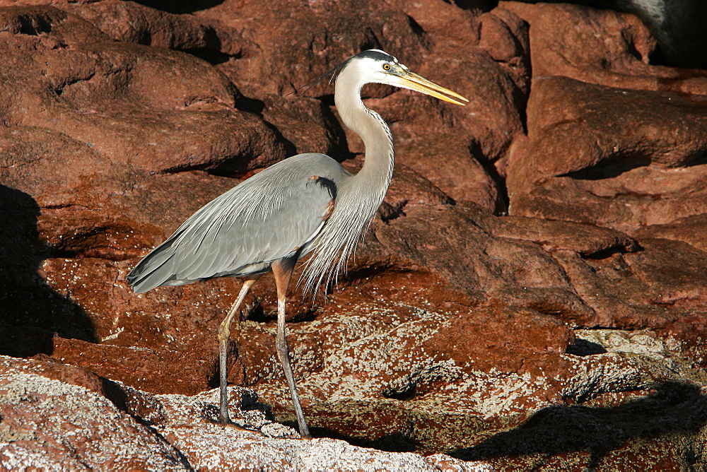 Adult Great Blue Heron (Ardea herodias) in the intertidal zone on Los Islotes in the lower Gulf of California (Sea of Cortez), Mexico.