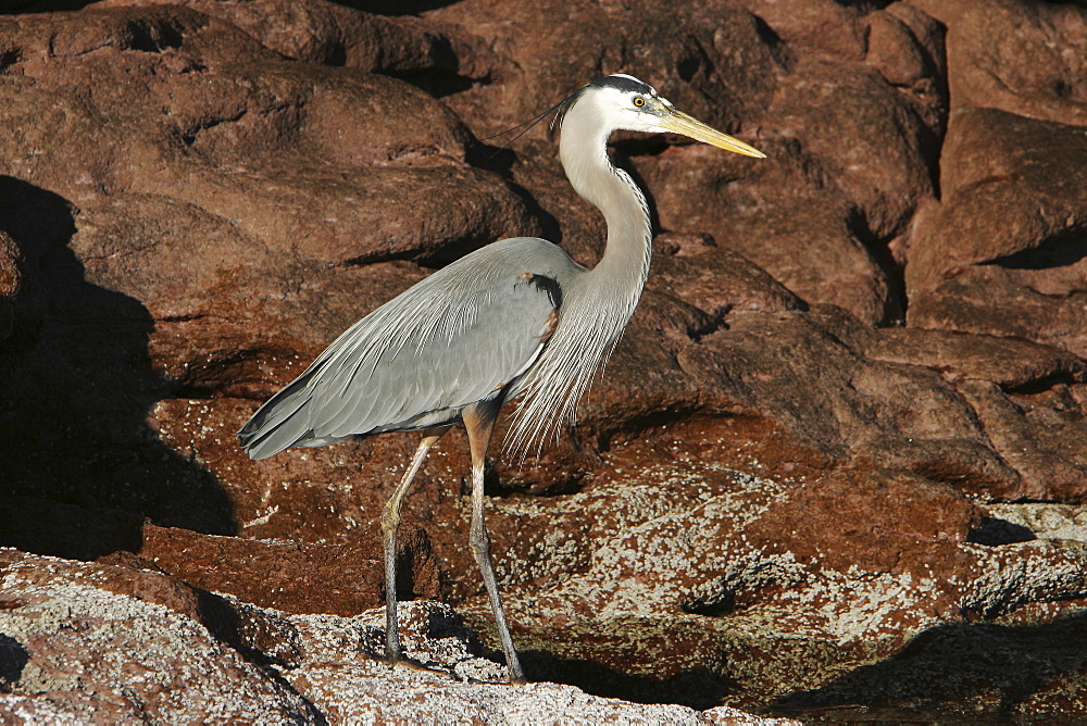 Adult Great Blue Heron (Ardea herodias) in the intertidal zone on Los Islotes in the lower Gulf of California (Sea of Cortez), Mexico.