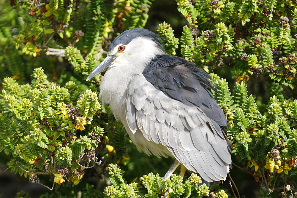 Adult Black-crowned Night-heron (Nycticorax falklandicus) on Carcass Island in the Falkland Islands, south Atlantic Ocean.