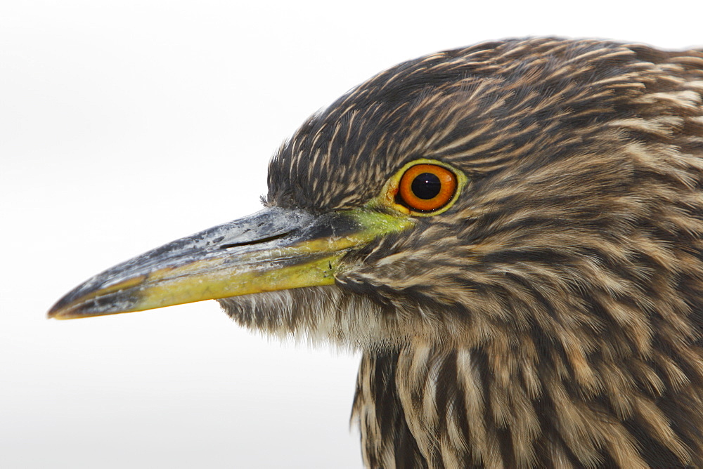 Juvenile Black-crowned Night-heron (Nycticorax falklandicus) on Carcass Island in the Falkland Islands, south Atlantic Ocean.