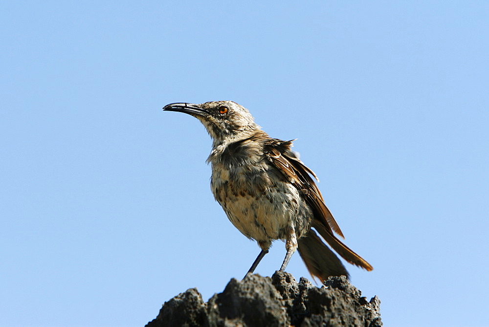 The Espanola mockingbird (Nesomimus macdonaldi) on the beach at Punta Suarez on Espanola Island in the Galapagos Island Group, Ecuador