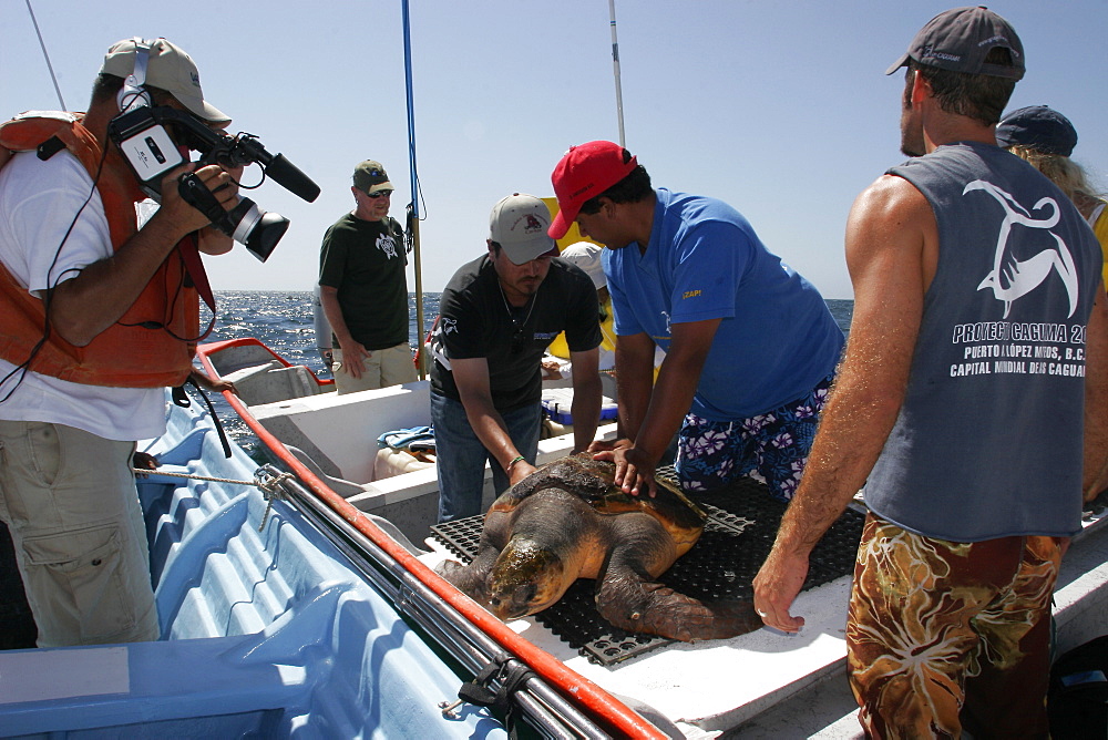 Turtle researchers from the NGO Pro Caguama study and capture the critically endangered Loggerhead Turtle (Caretta caretta) from the town of Puerto Lopez Mateos