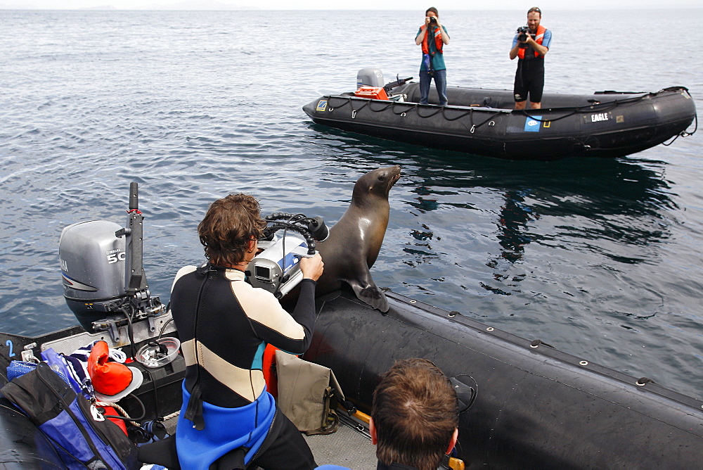 Young California Sea Lion (Zalophus californianus) hauled out on a Zodiac surrounded by snorkelers in the Gulf of California (Sea of Cortez), Mexico.