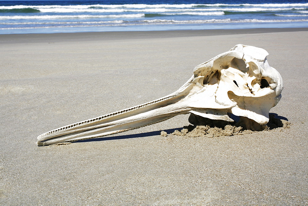 Long-beaked Common Dolphin (Delphinus capensis) skull found on the beach at Isla Magdalena, Baja, California Sur. Pacific Ocean. Possible by-catch in purse-seiner?