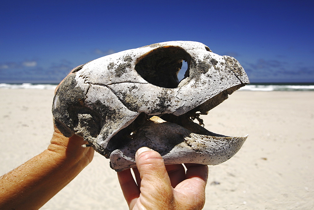 The skull of a dead loggerhead turtle - possibly killed as by-catch, Pacific Coast beaches of Isla Magdalena, North Pacific Ocean.