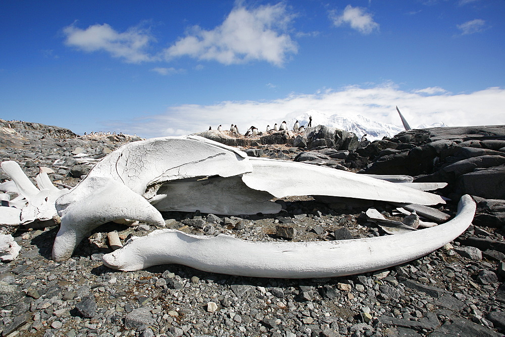 The old British Whaling Station at Port Lockroy and the whalebones across the bay at Point Jougla near Weincke Island, Antarctica.