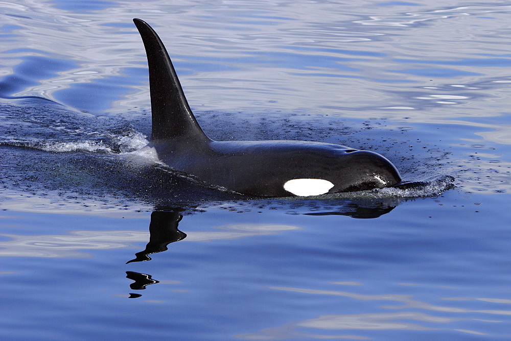 Bull Orca (Orcinus orca) surfacing in Chatham Strait, southeast Alaska, USA.