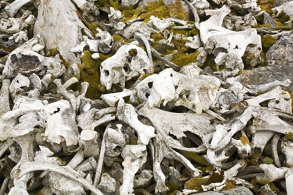 The remains of a walrus (Odobenus rosmarus rosmarus) slaughter and processing near the Radio station on northern Bear Island   in the Svalbard Archipeligo.