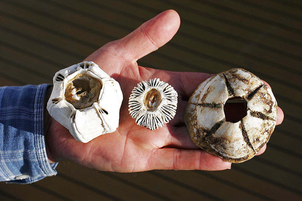 Three species of barnacles, Coronula diadema, Cryptolepas rhachianecti, Conchoderma testudini