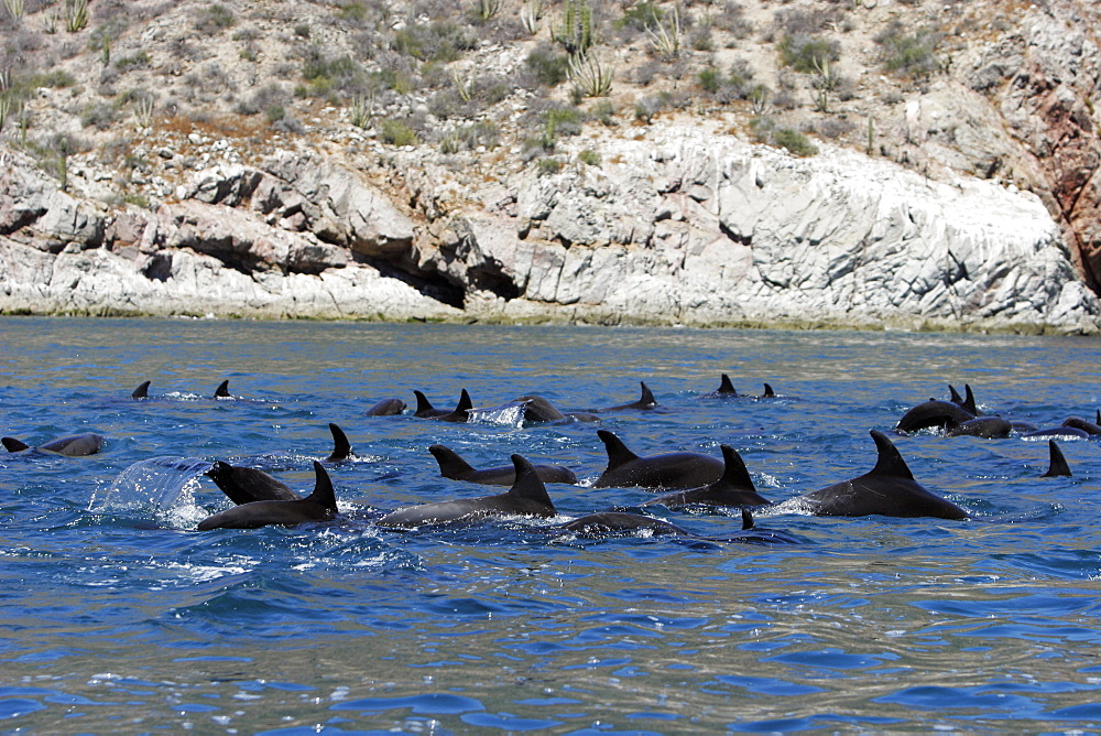 Adult Bottlenose Dolphin (Tursiops truncatus gilli) leaping in the upper Gulf of California (Sea of Cortez), Mexico.