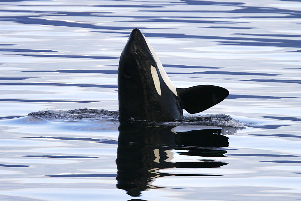 Young Orca (Orcinus orca) spy-hopping in Chatham Strait, southeast Alaska, USA.