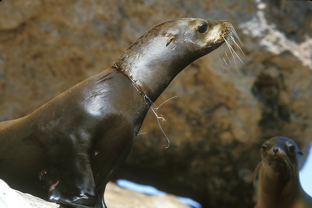 California Sea Lion (Zalophus californianus) with deadly "necklace" of gill net around its neck in the Gulf of California (Sea of Cortez), Mexico.