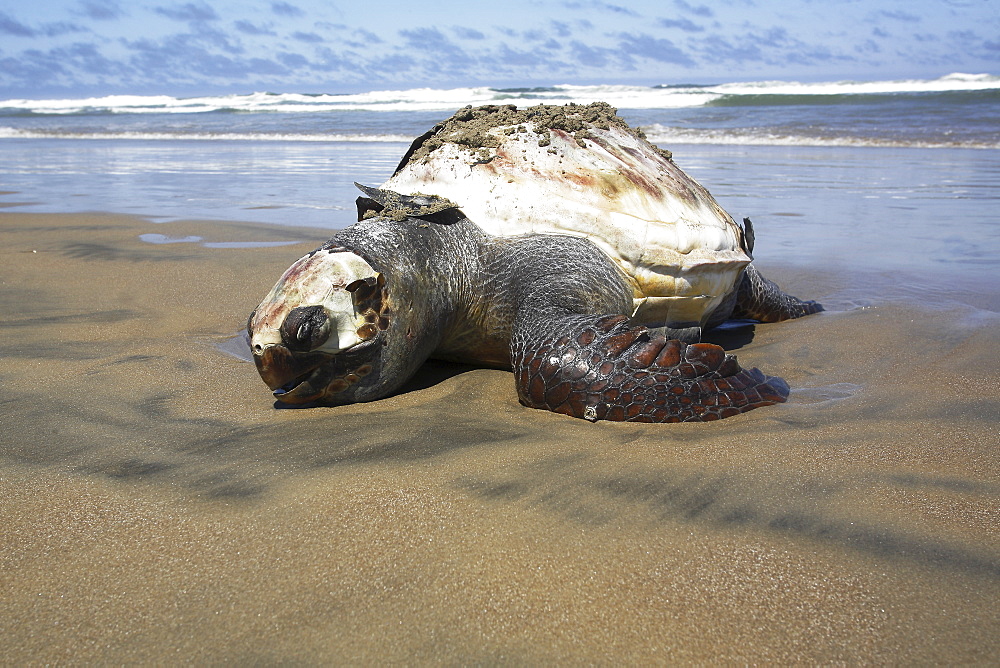 A dead Loggerhead turtle (Caretta caretta) washed up dead on the beach, Puerto Lopez Mateos