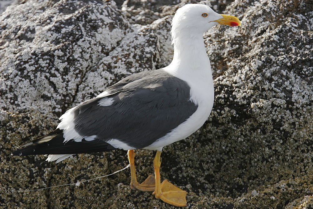 Yellow-footed Gull (Larus livens) with a fishing hook and line embedded in its leg in the Gulf of California (Sea of Cortez), Mexico. This species is enedemic to the Gulf of California.