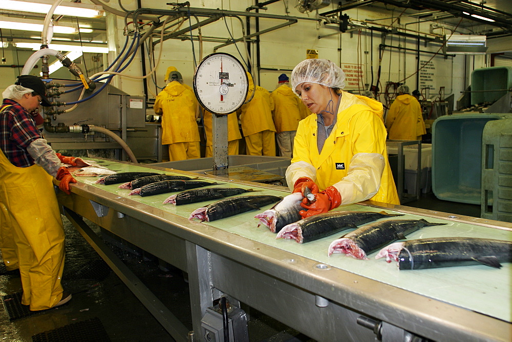 The Norquest fish processing plant in Petersburg, Southeast Alaska, USA. Shown here processing fresh and wild salmon for market.