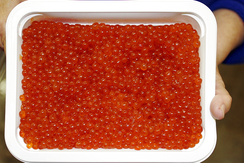 The Norquest fish processing plant in Petersburg, Southeast Alaska, USA. Shown here processing fresh and wild salmon roe for the asian fish market.