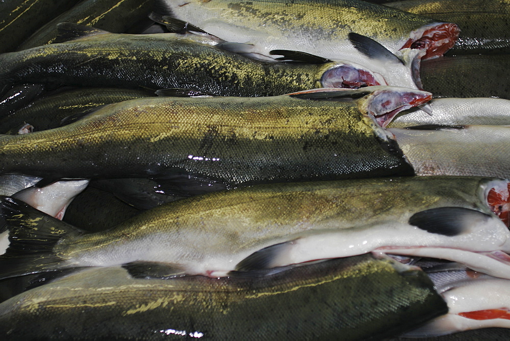 Processing the wild-caught salmon catch at Norquest Cannery in Petesburg, Southeast Alaska. No model release.