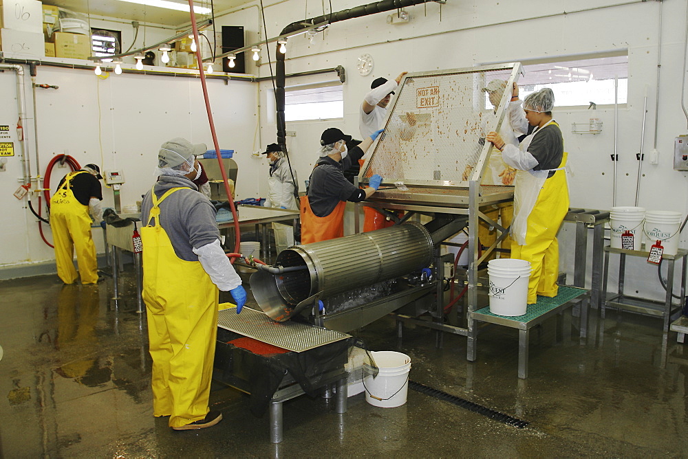 Salmon processing in Petersburg, Southeast Alaska at the Norquest fish processing plant. Here Japanese and American workers are cleaning and sorting salmon roe (fish eggs) for Asian consumption.