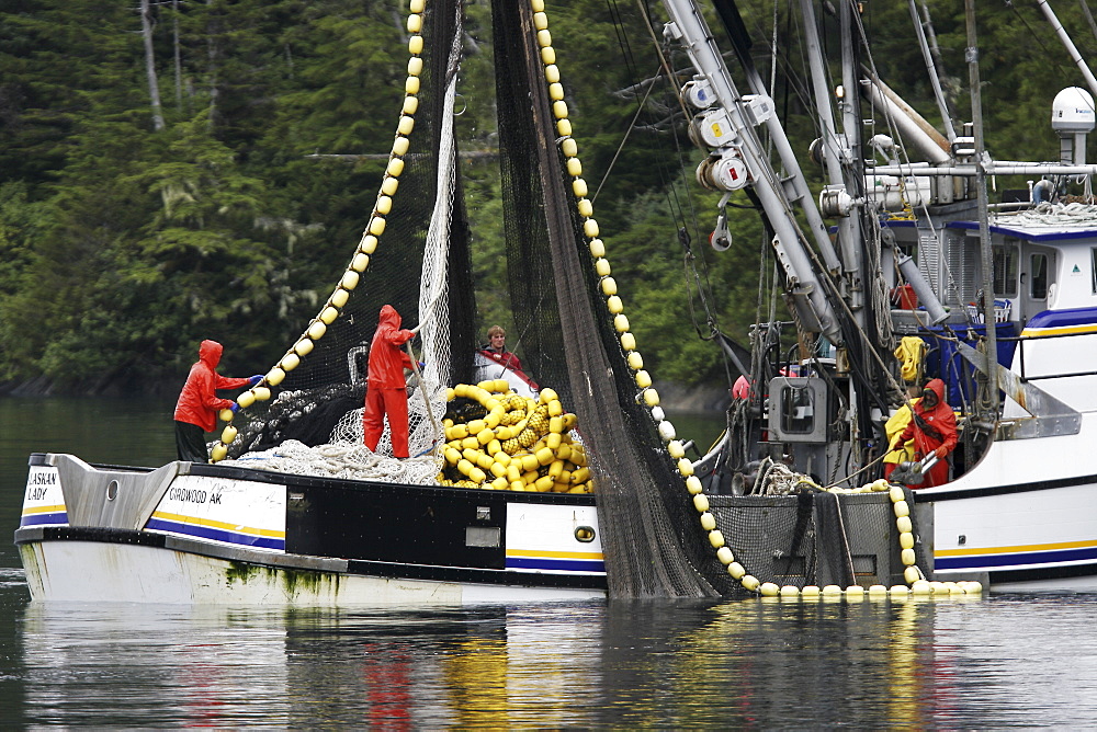 Purse-seiners operating in Red Bluff Bay, Baranof Island, Southeast Alaska. These vessels are fishing for salmon. No property or model release.