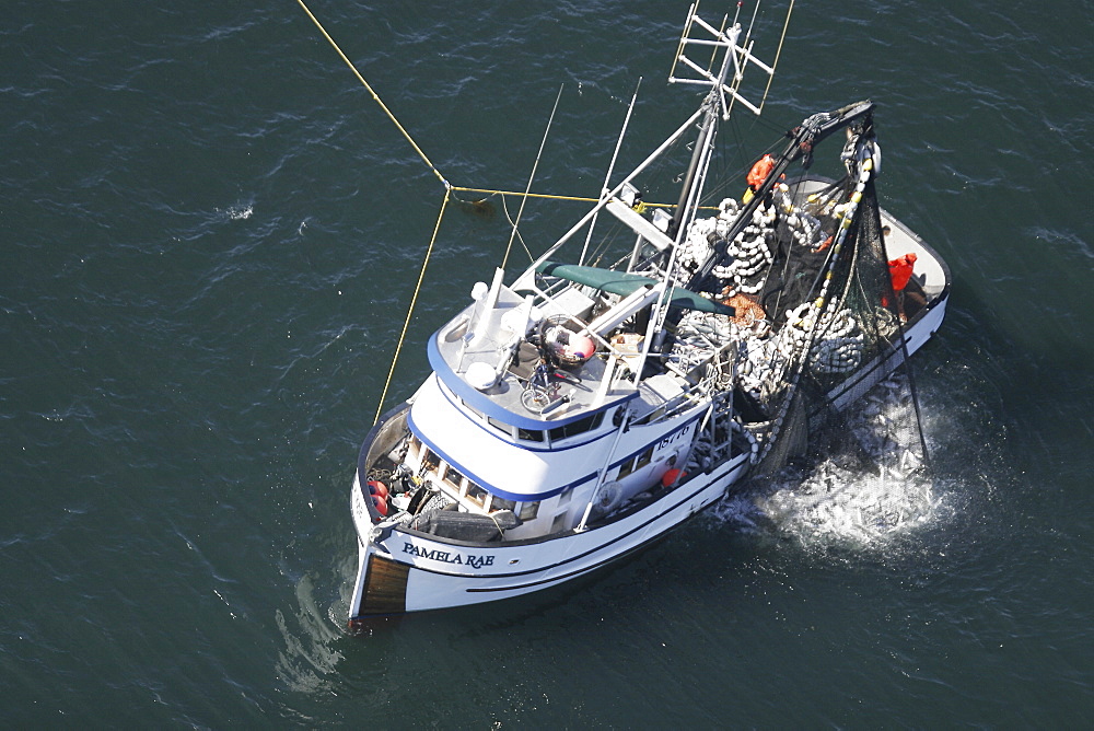 Aerial view of the Alaskan purse-seiner fishery for wild salmon off Point Augustus, Chichagof Island, Southeast Alaska, USA. Note how full the net is of wild salmon as the net is retrieved onboard.