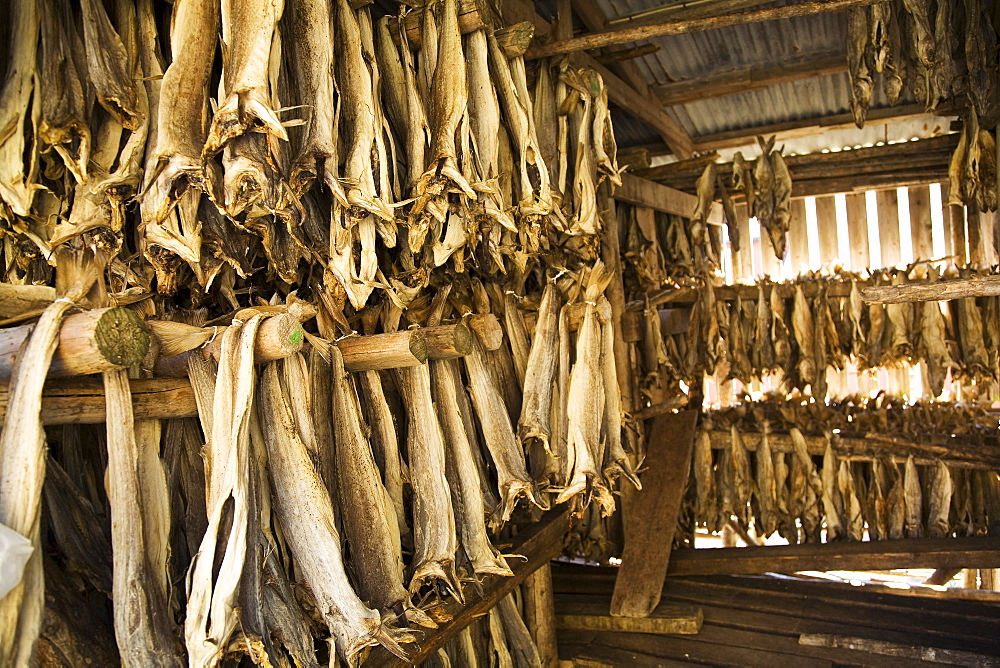 Cod fish drying in the small fishing town of ò in the Lofoton Island Group, Norway. This town has the shortest name of any town in the world!