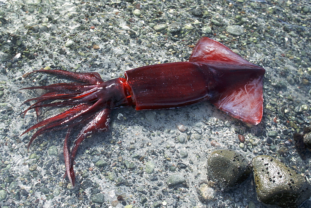 Humbolt Squid, Dosidicus gigas, in shallow tidepool, Punta Sargento, Sonora, Mexico
