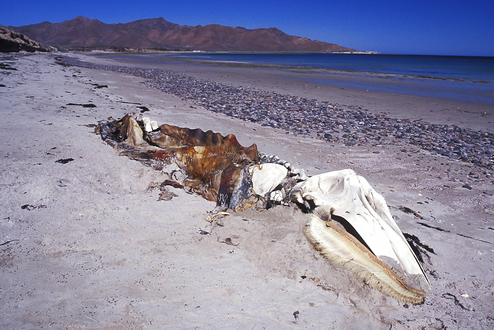 Adult California Gray Whale (Eschrichtius robustus) carcass on Isla Tiburon, Sonora, Mexico.