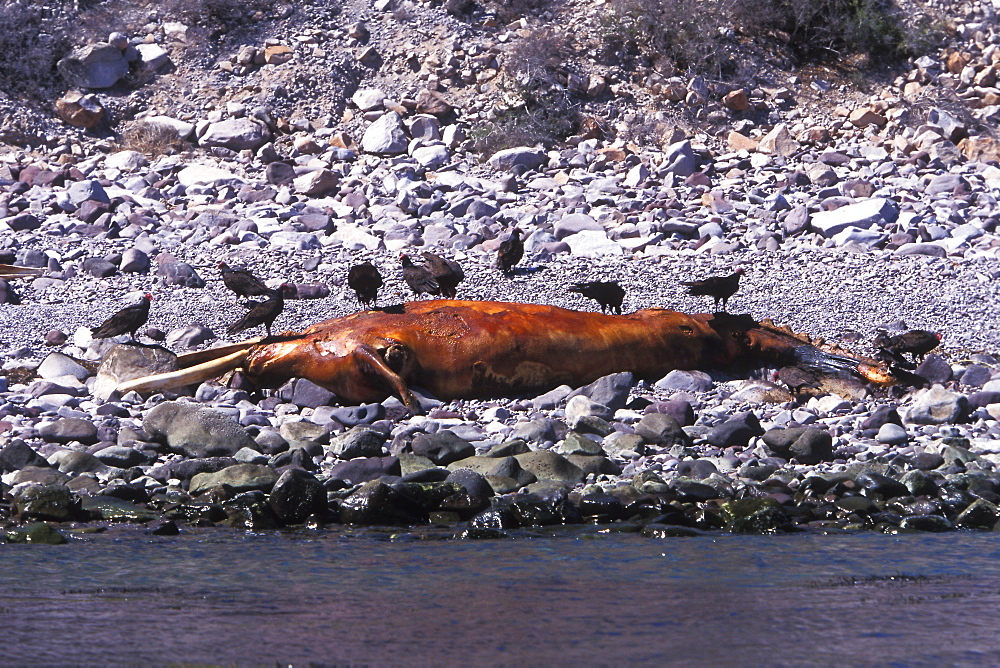 Beached California Gray Whale (Eschrichtius robustus) calf with Turkey Buzzards feeding on carcass on Isla Tiburon in the Gulf of California (Sea of Cortez), Mexico.