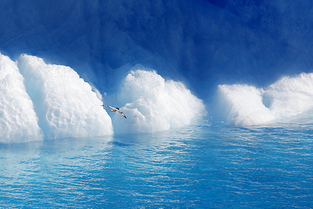 Edge of an iceberg in and around the Antarctic Peninsula during the summer months. More icebergs are being created as global warming is causing the breakup of major ice sheets.