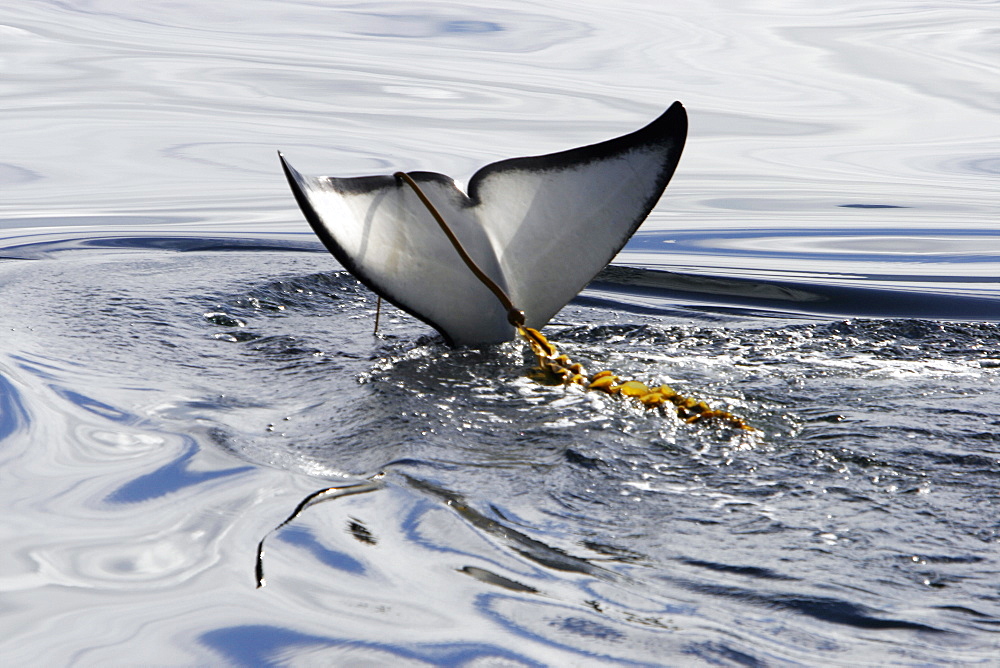 Young Orca (Orcinus orca) playing with kelp strand on flukes in Chatham Strait, southeast Alaska, USA.