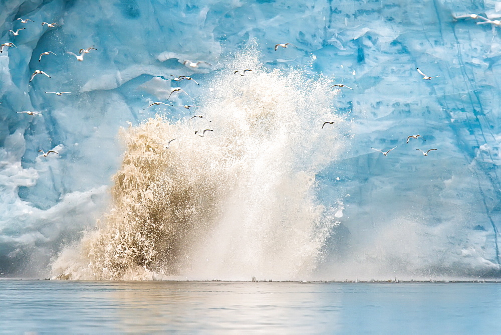 Adult black-legged kittiwake (Rissa tridactyla) take flight during a calving event near a glacier in the Svalbard Archipelago, Barents Sea, Norway.