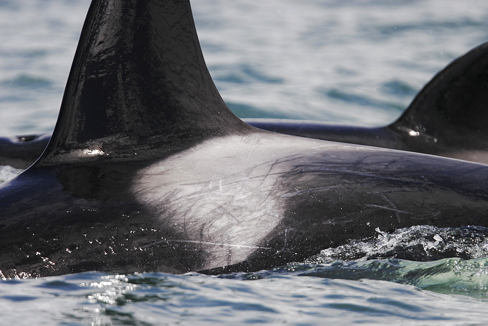 Detail of the saddle patch of one of a pod of four Orcas (Orcinus orca), Favorite Channel, Southeast Alaska, USA