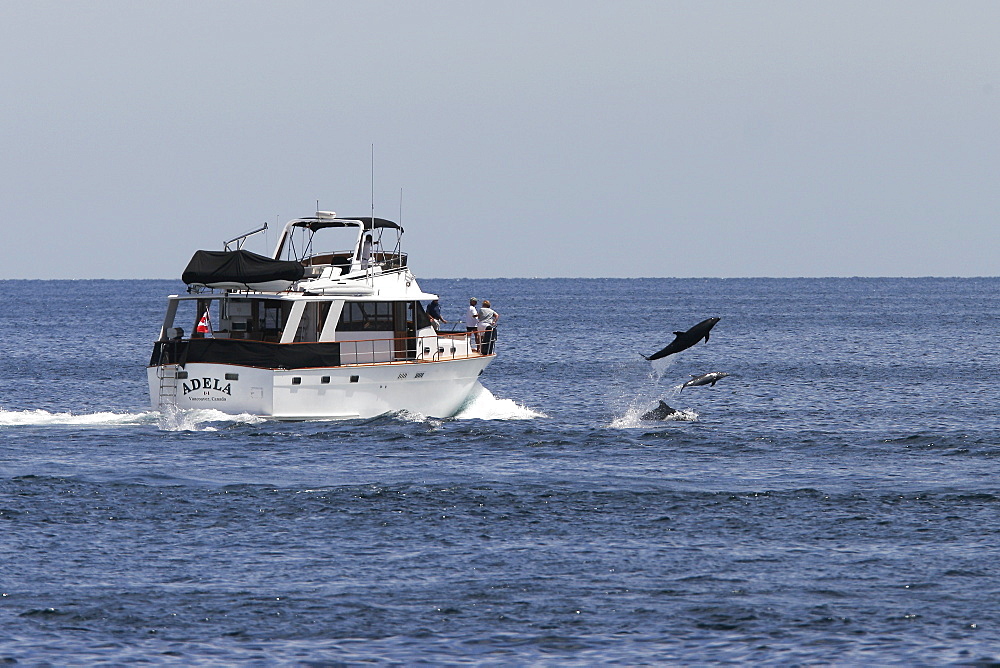 Bottlenose Dolphins (Tursiops truncatus) bow riding a pleasure yacht off Los Islotes in the lower Gulf of California (Sea of Cortez), Mexico.