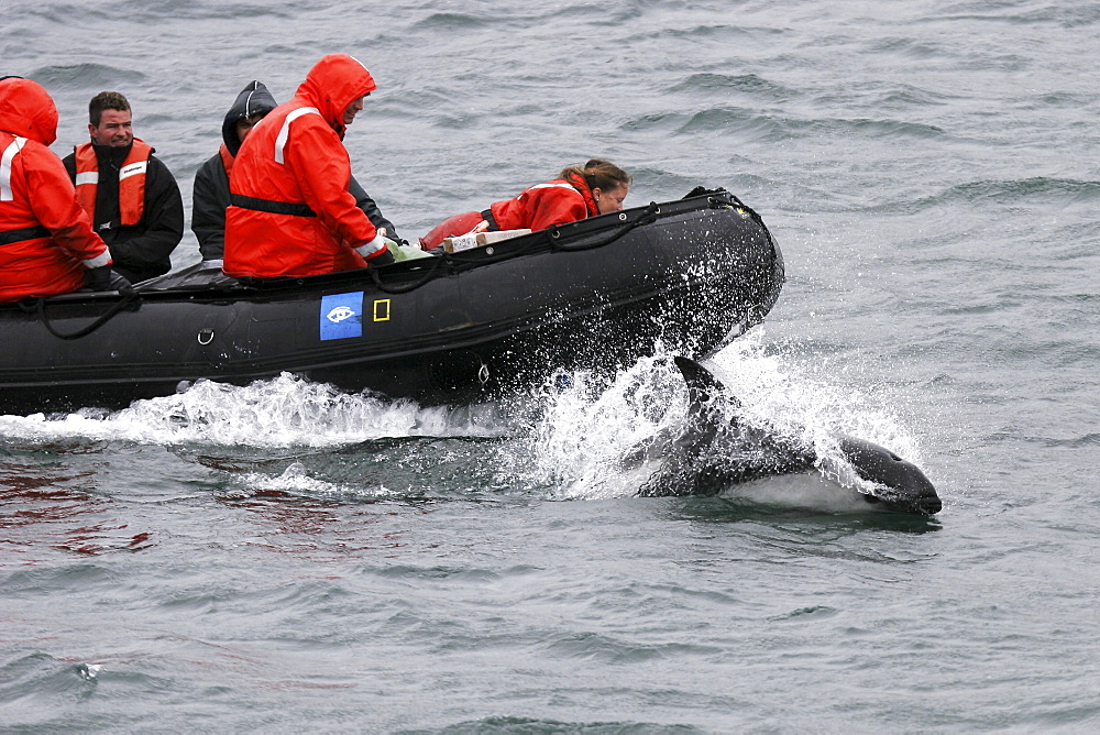 Adult Peale's Dolphin (Lagenorhynchus australis) bow-riding in the Falkland Islands, South Atlantic Ocean.