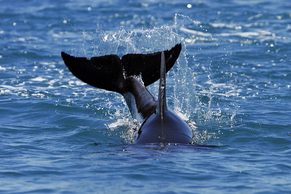 Adult Bottlenose Dolphin (Tursiops truncatus gilli) leaping in the upper Gulf of California (Sea of Cortez), Mexico.