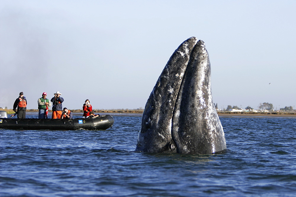 California Gray Whale (Eschrichtius robustus) spy-hopping near whale watchers in Magdalena Bay along the Pacific side of the Baja Peninsula. Pacific Ocean.