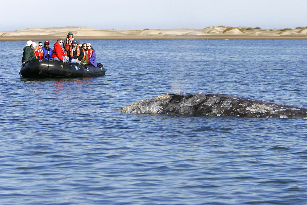 California Gray Whale (Eschrichtius robustus) surfacing near whale watchers in Magdalena Bay along the Pacific side of the Baja Peninsula. Pacific Ocean.