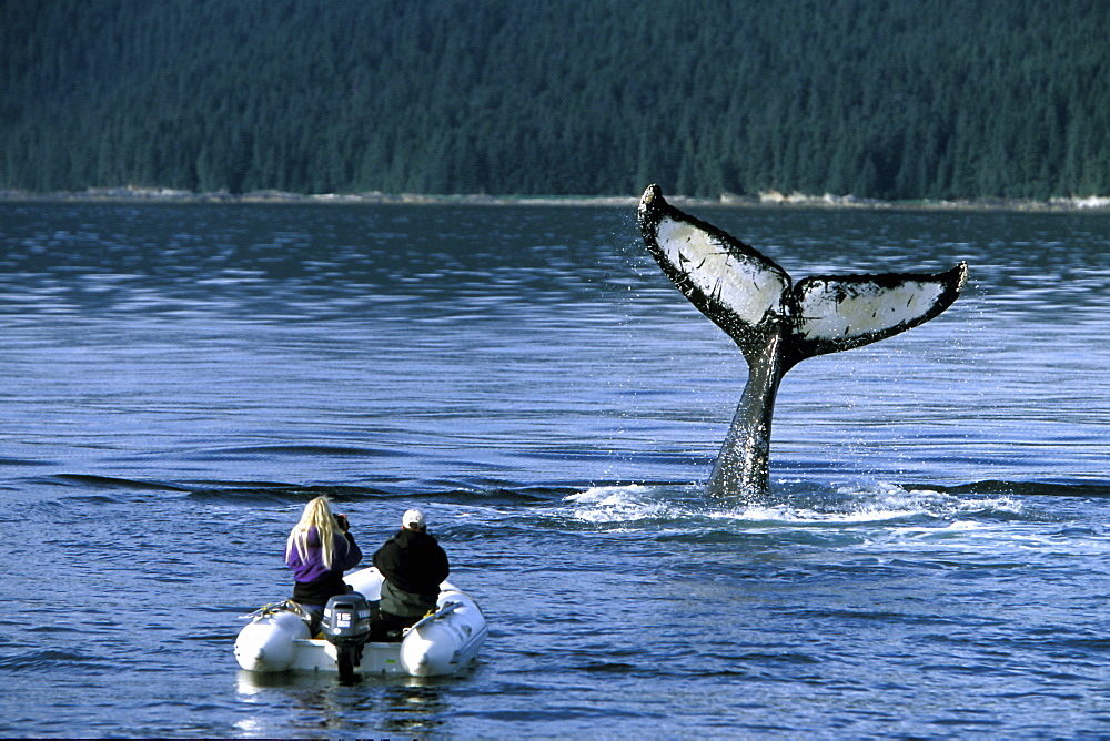 Adult Humpback Whale (Megaptera novaeangliae) tail-slapping near researchers in Chatham Strait, Southeast Alaska, USA. Model released.
