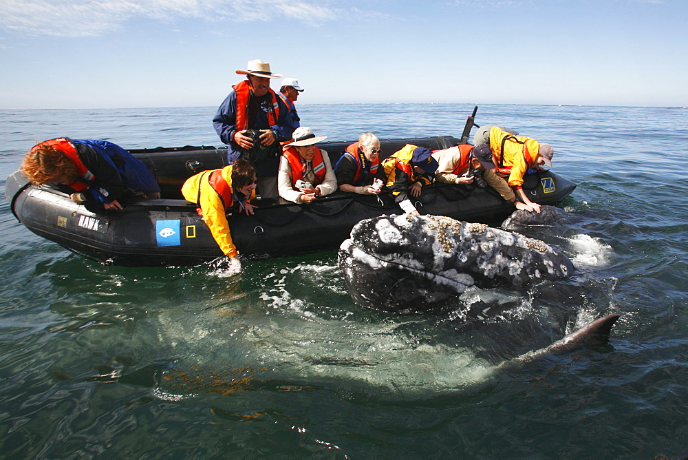 Adult California gray whale (Eschrichtius robustus) approaches excited whale watchers in the calm waters of San Ignacio Lagoon, Baja California Sur, Mexico. No model releases.