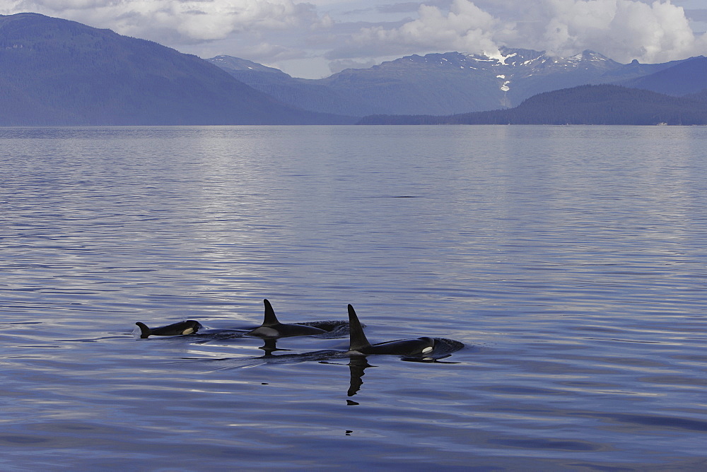 Orca (Orcinus orca) pod surfacing calm waters in Chatham Strait, southeast Alaska, USA.